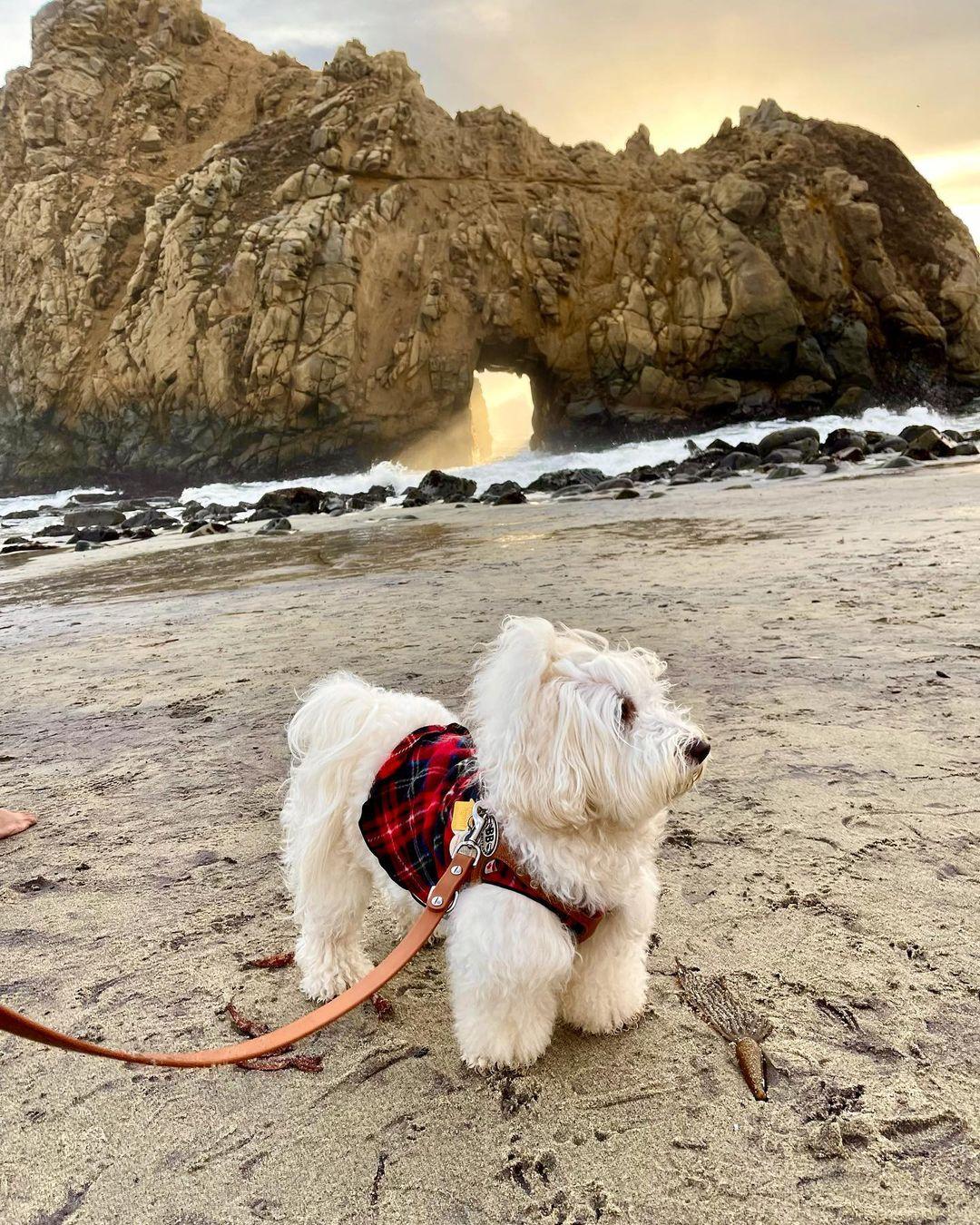 where can i hike with my dog in big sur