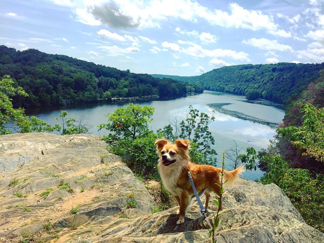 Dog Friendly Activities in New Milford CT BringFido