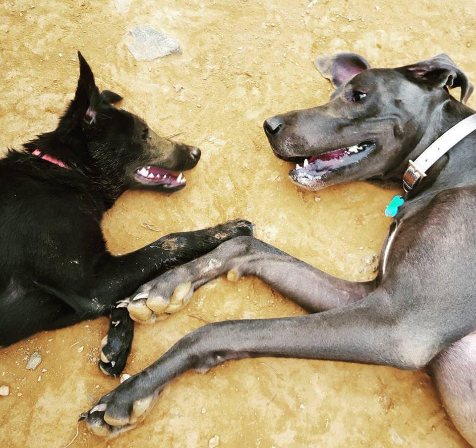 Off Leash Dog Parks In Springfield Va Bringfido