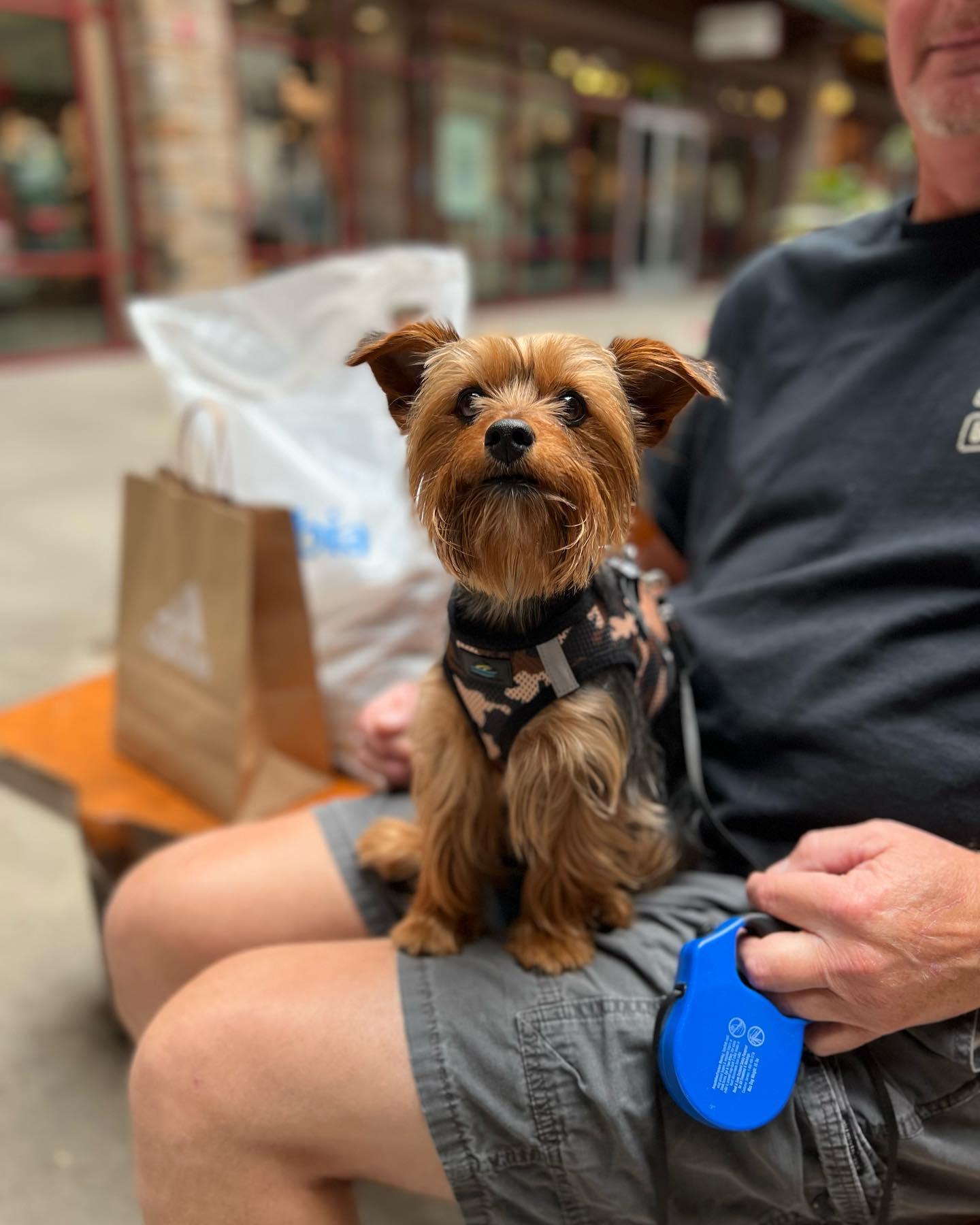 Pet Friendly Outlets at the Dells