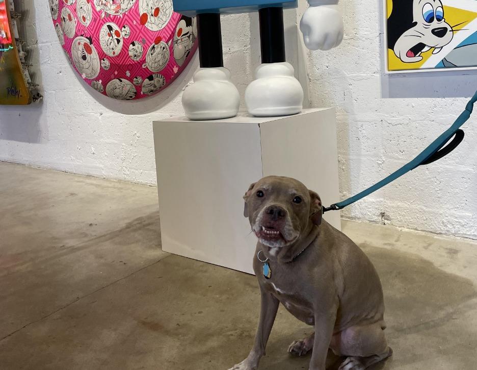 are dogs allowed at wynwood walls