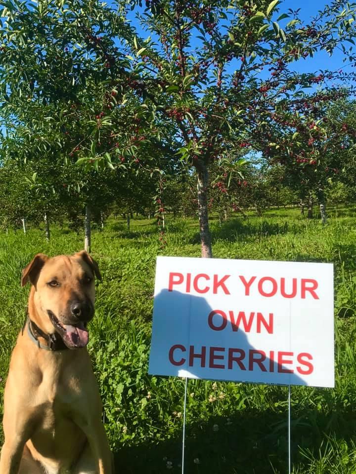 Pet Friendly Lautenbach's Orchard Country Winery & Market