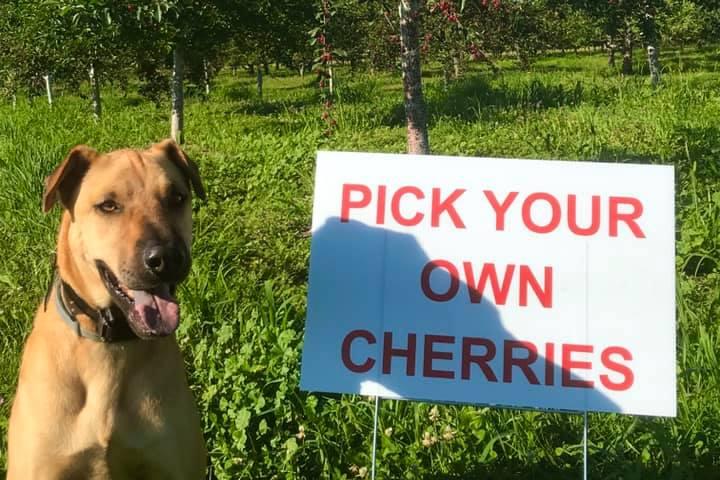 Pet Friendly Lautenbach's Orchard Country Winery & Market