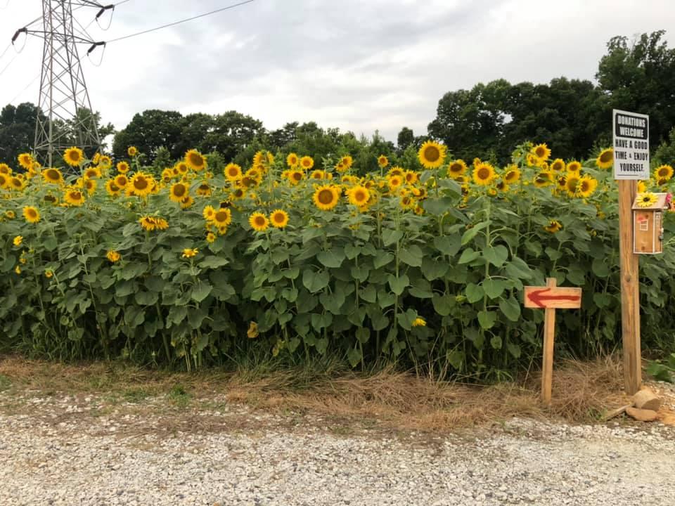 Pet Friendly Oddie’s Sunflower Field