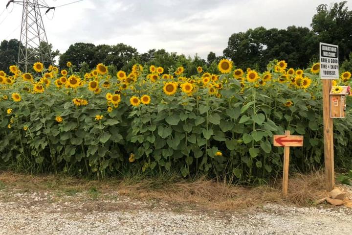 Pet Friendly Oddie’s Sunflower Field