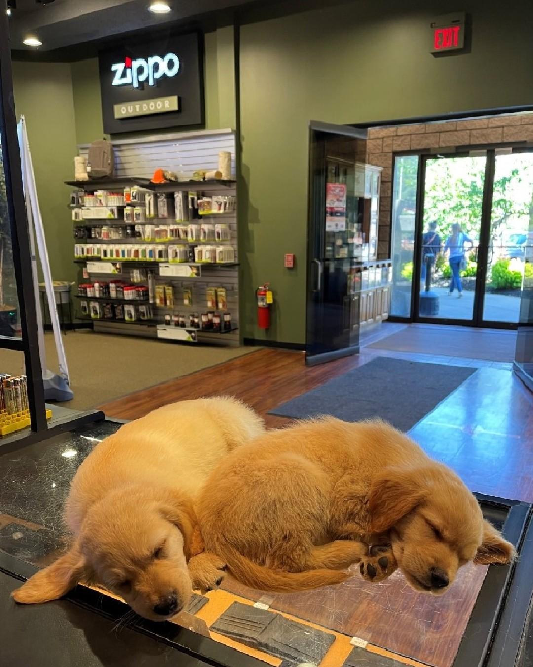 Pet Friendly Zippo / Case Museum & Flagship Store