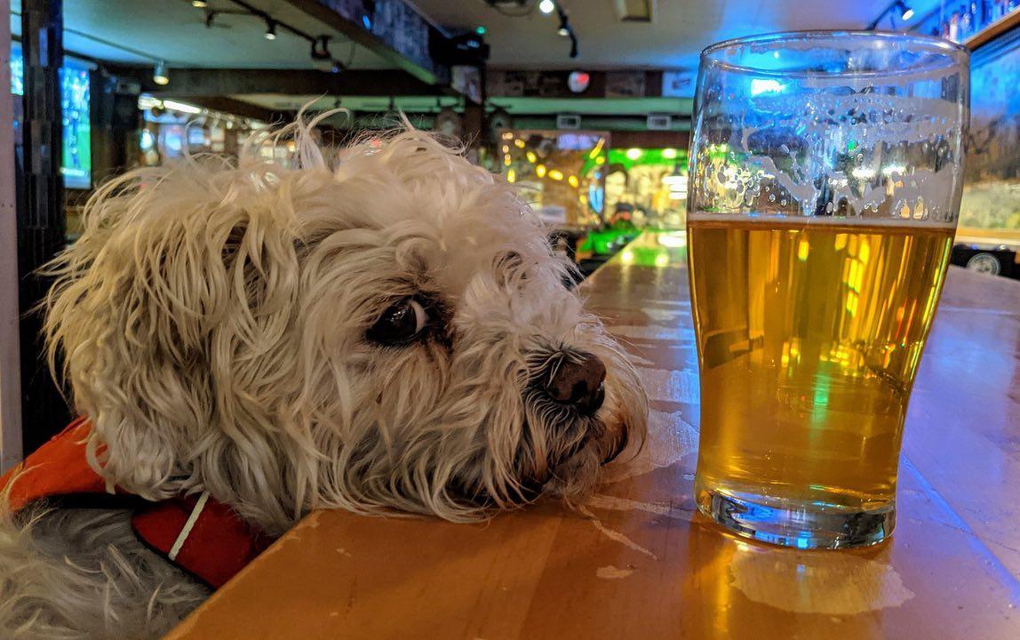 Pet Friendly Triceratops Brewing Company