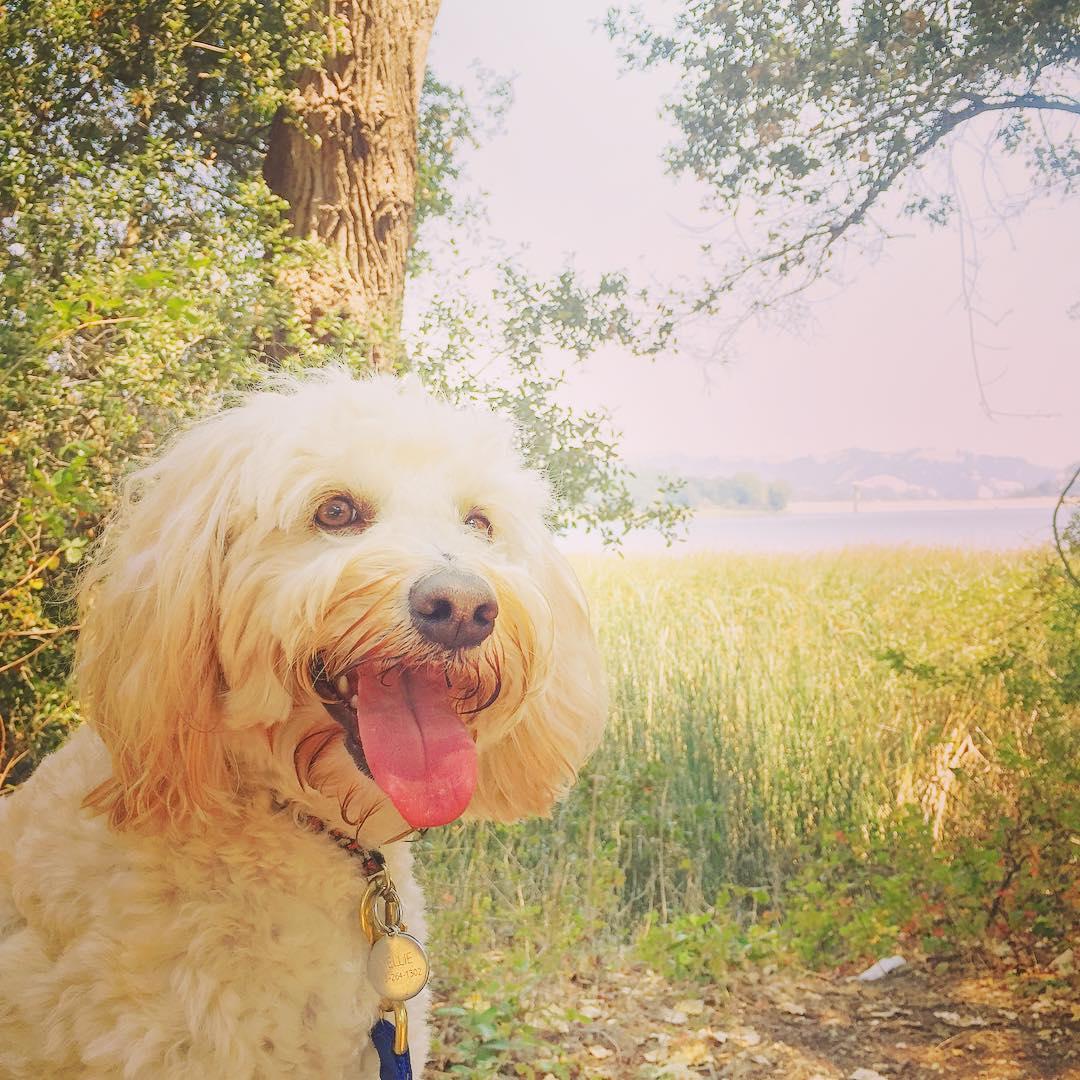 Pet Friendly Lafayette Reservoir Recreation