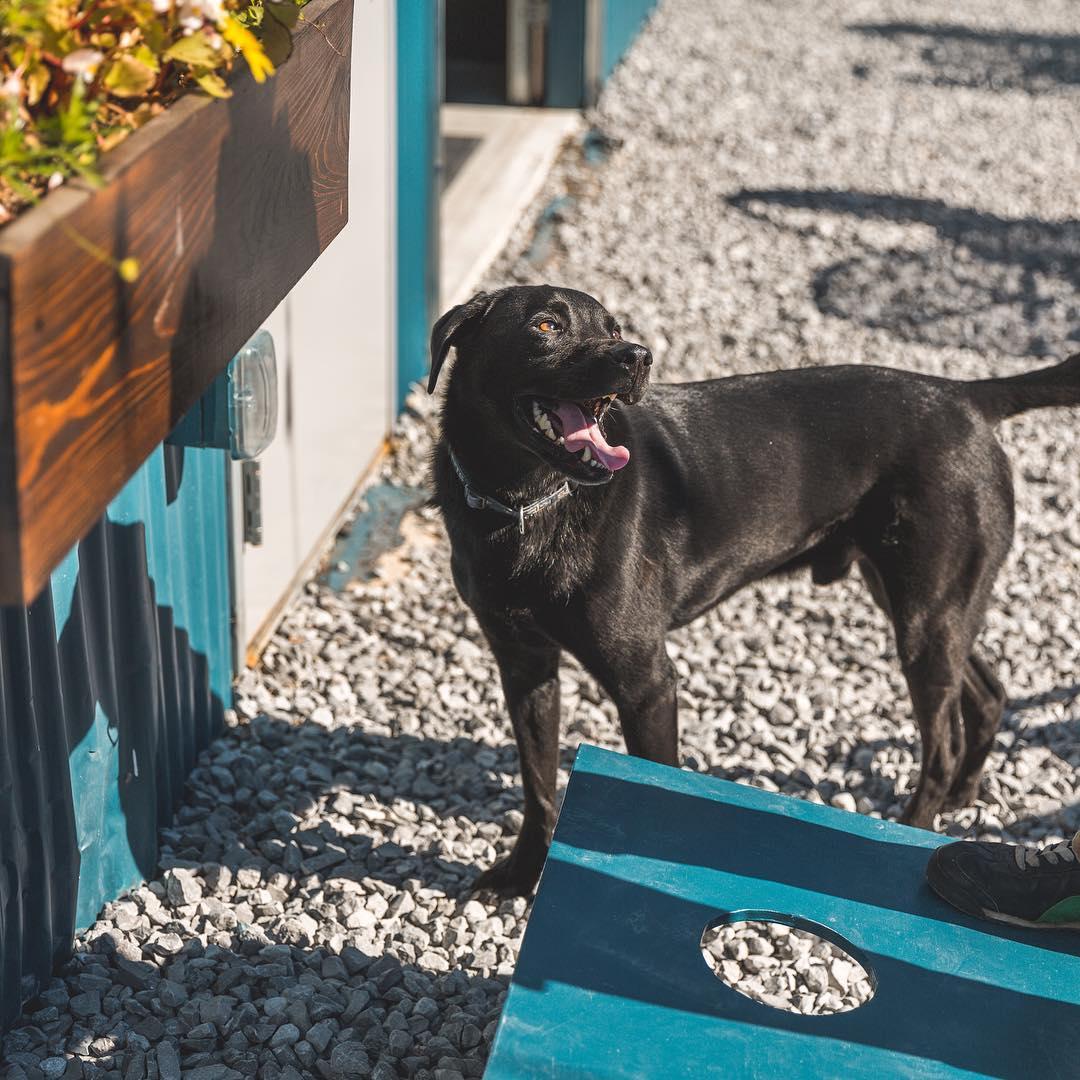 Pet Friendly Miel Brewery and Taproom