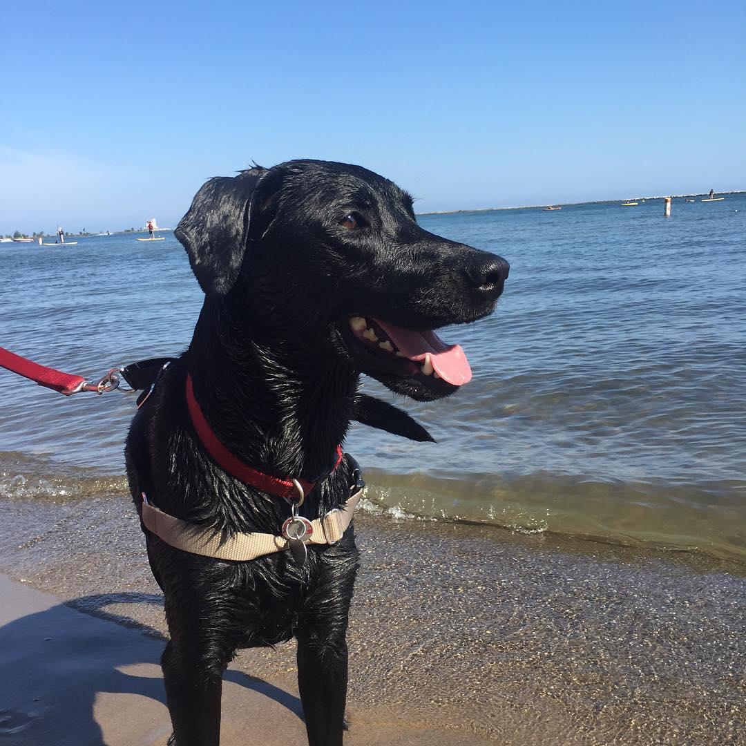 are dogs allowed at fairport harbor beach