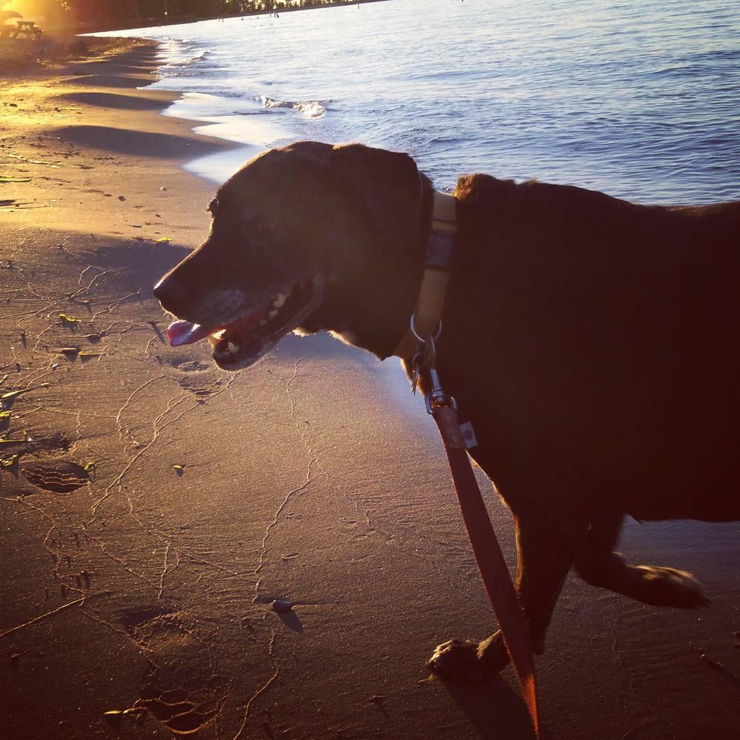 are dogs allowed at fairport harbor beach