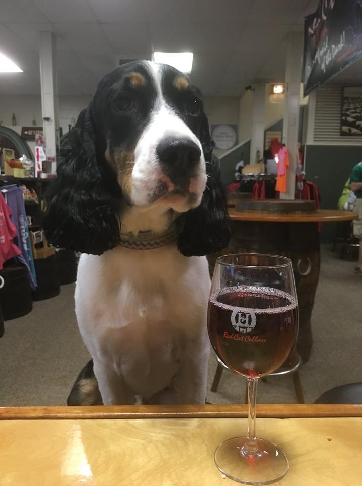 Hazlitt S Red Cat Cellars