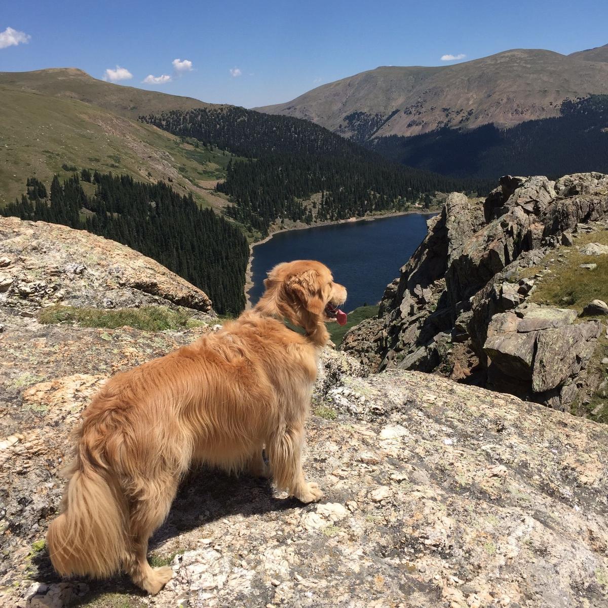 Golden hikes top dog friendly