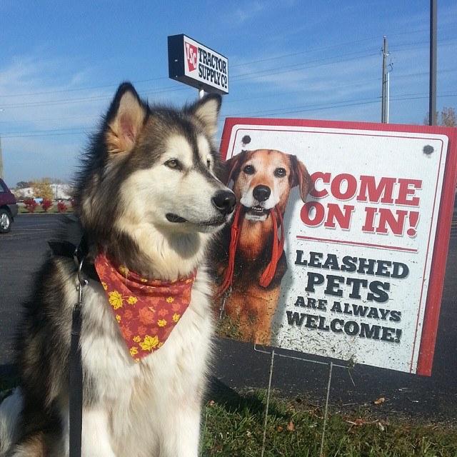 Dog Friendly Shopping in Jefferson City MO BringFido