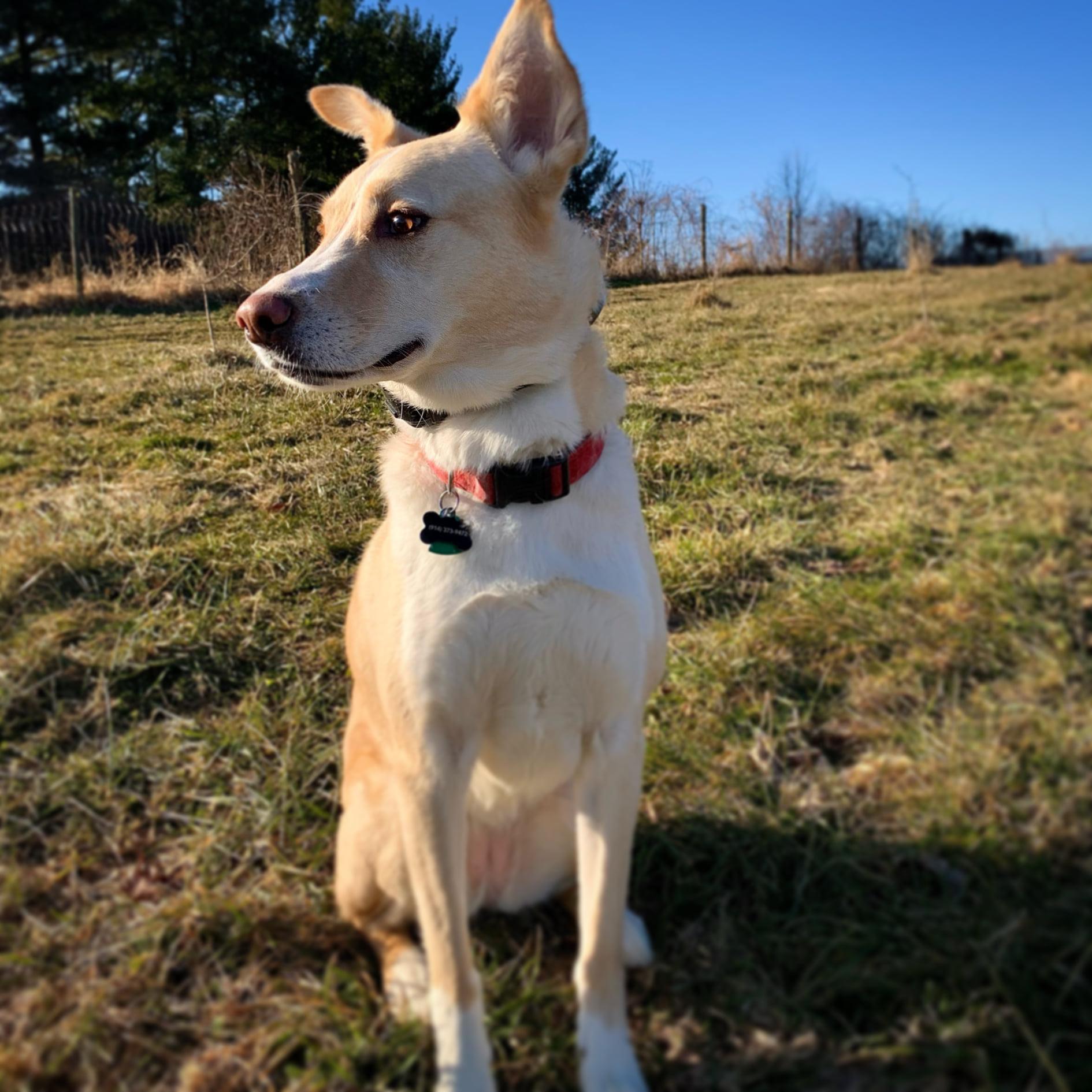 Pet Friendly Two Story Chimney Ciderworks