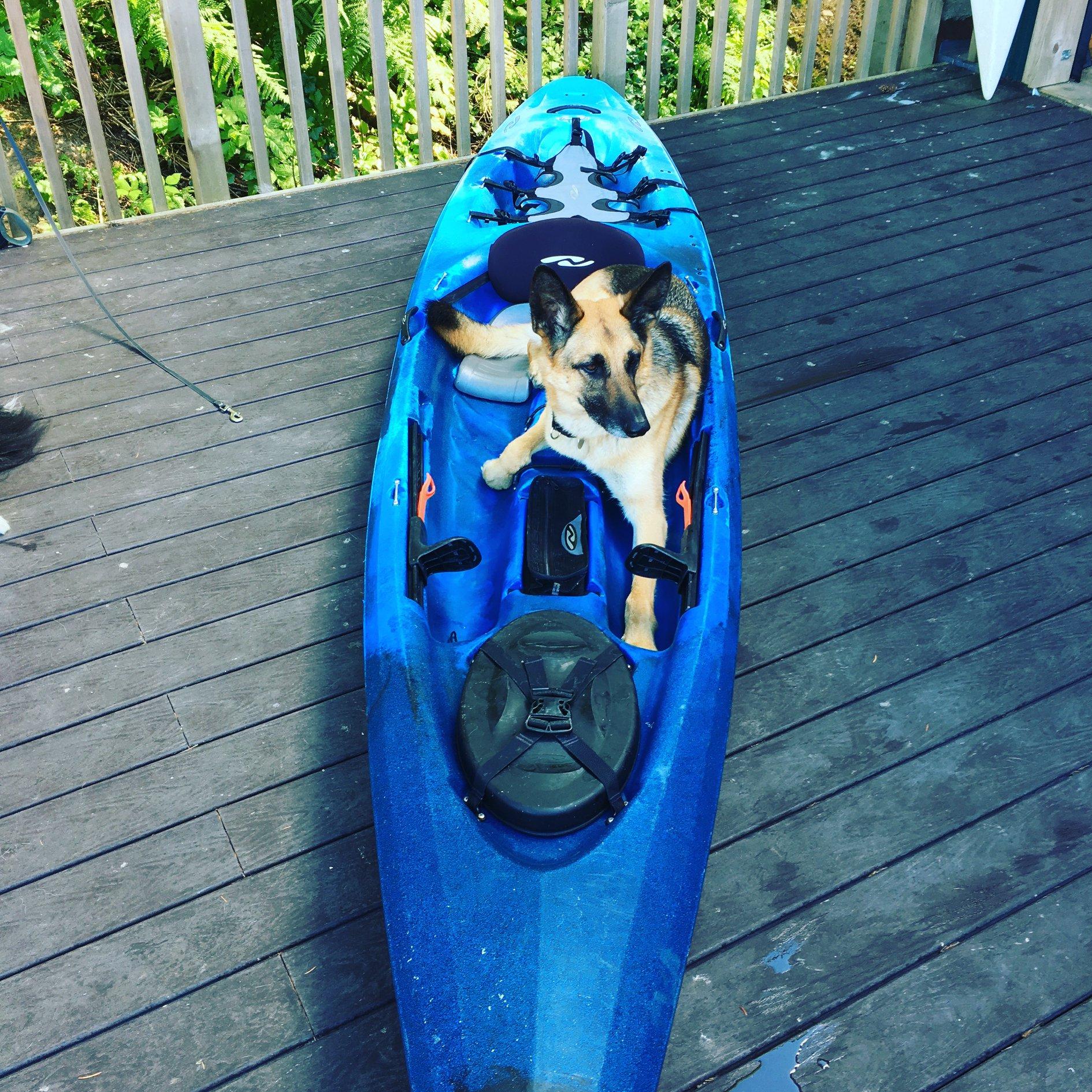 Kayaking With Dogs - Hood Canal Adventures
