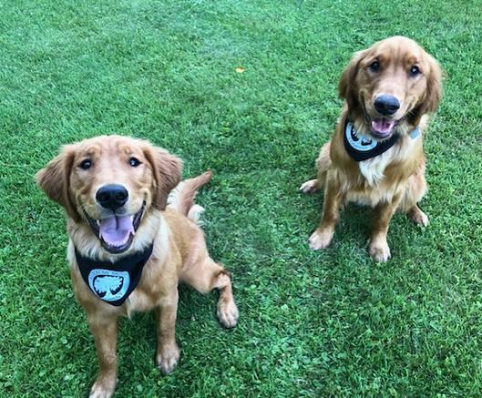 applegarth flat coated retrievers