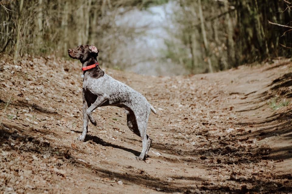 sunnidale dog training