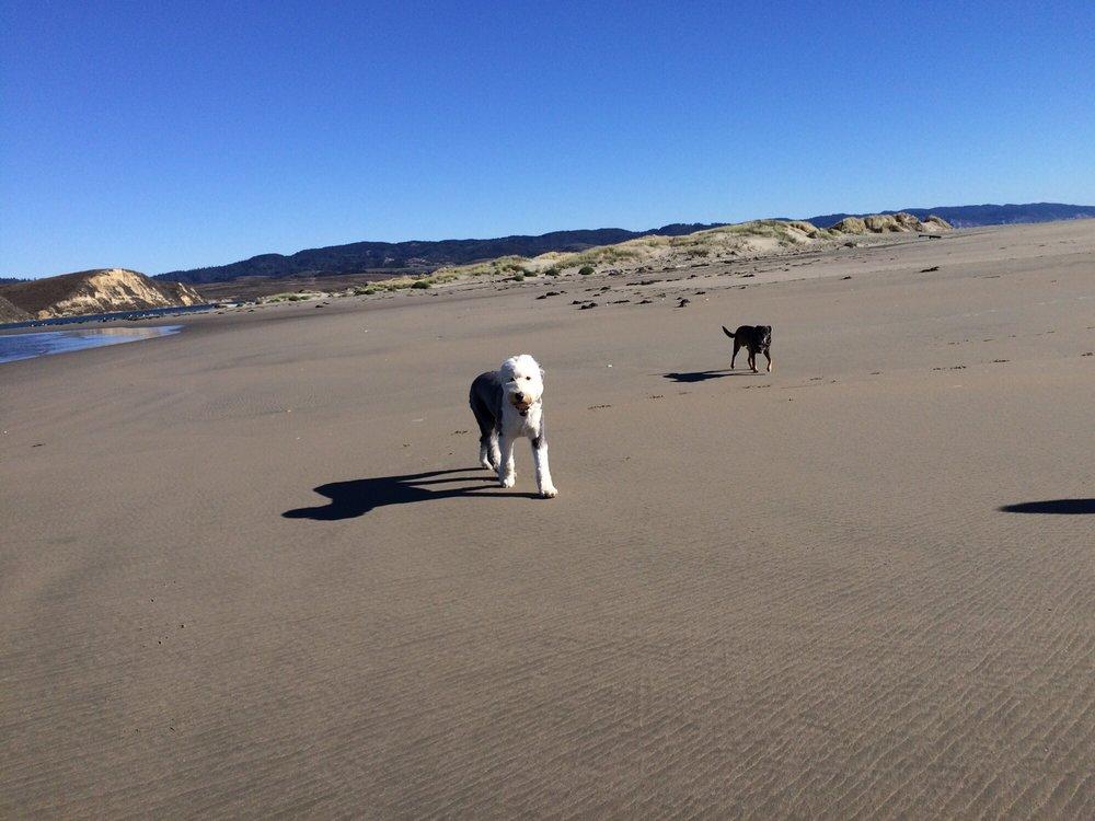 Dillon Beach: The Ultimate Dog-Friendly Getaway