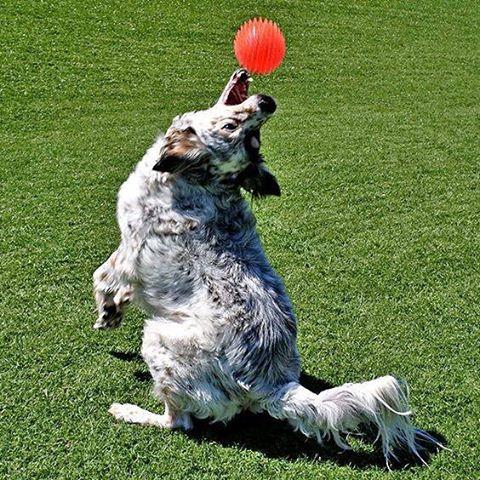 quicksilver english setters