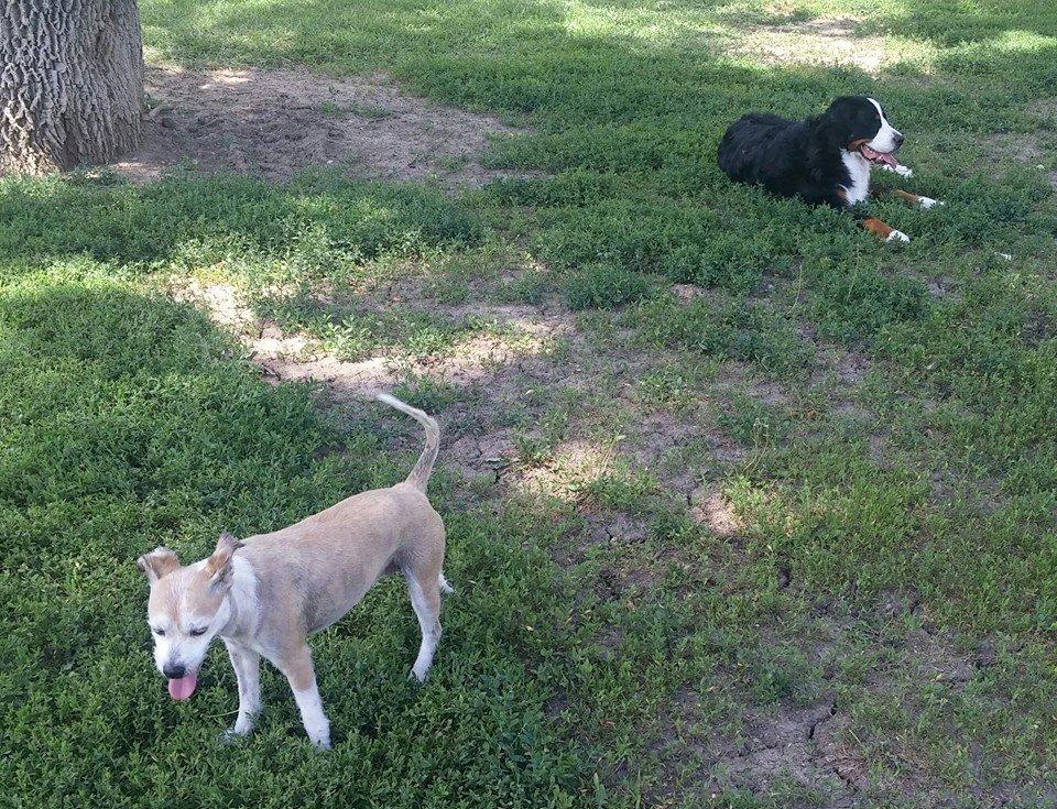 Off Leash Dog Parks in Beatrice NE BringFido