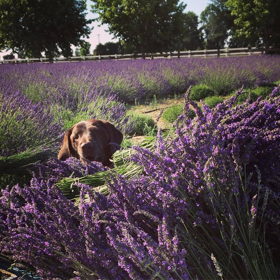 Pageo Lavender Farm Pageo Lavender Farm