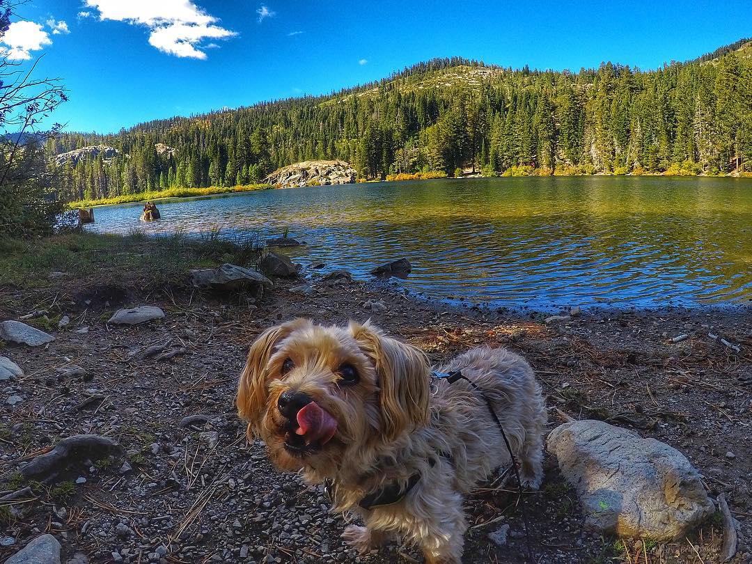 Plumas National Forest