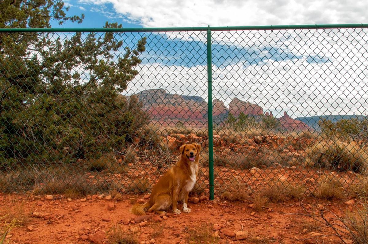 Dog-Friendly Activities In Sedona, AZ - BringFido