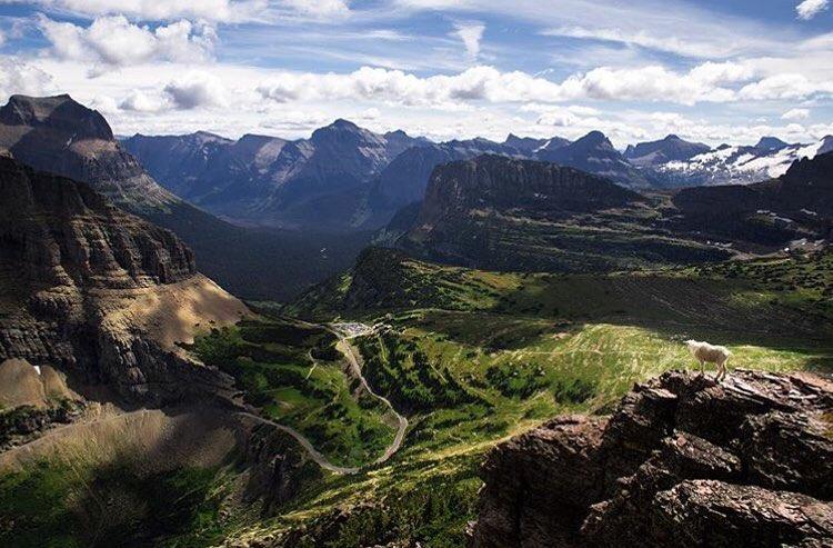 are dogs allowed in glacier national park