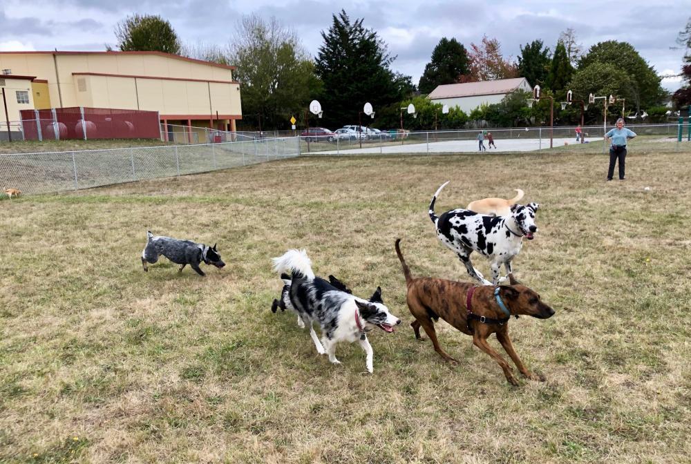 Pet Friendly Mountain View Dog Park