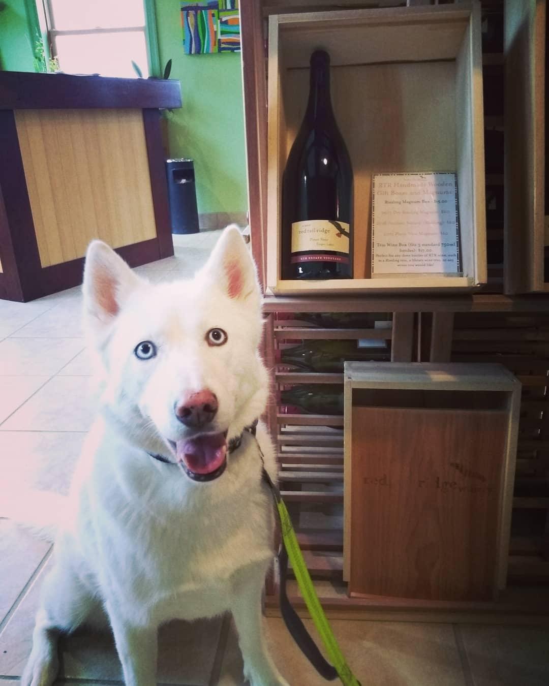 Pet Friendly Red Tail Ridge Winery