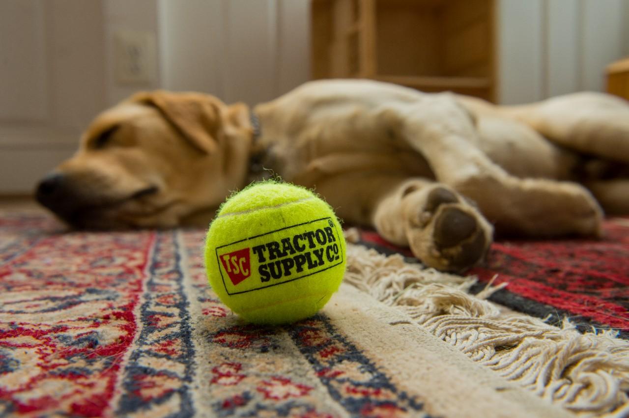 Pet Friendly Tractor Supply Co.