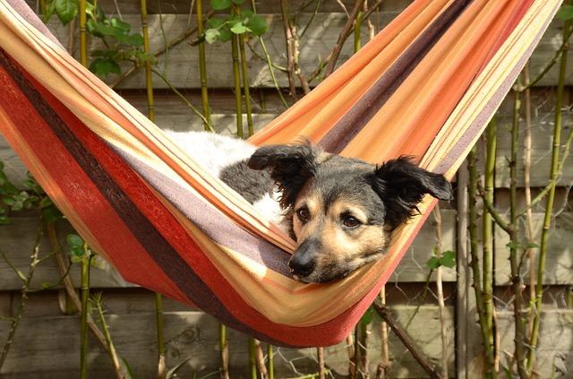 are dogs allowed at hammock state park