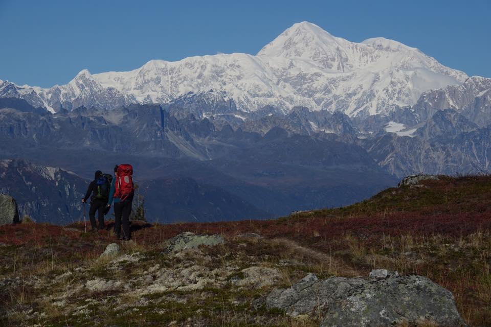 are dogs allowed in denali national park