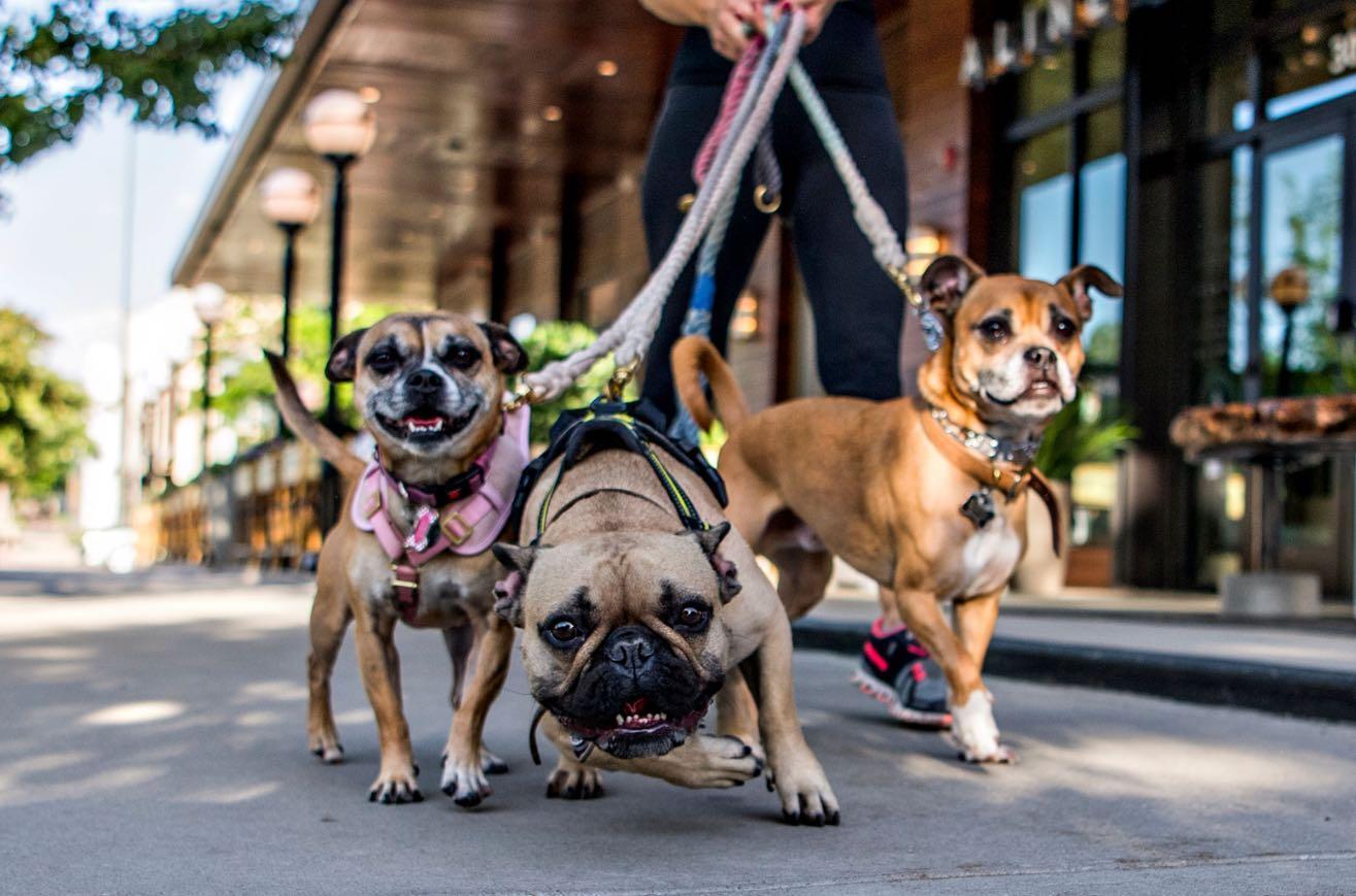 are dogs allowed in cherry creek mall