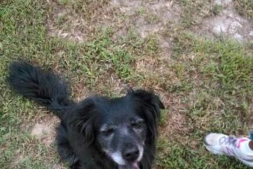 Dog Friendly Activities In Mineral Va Bringfido