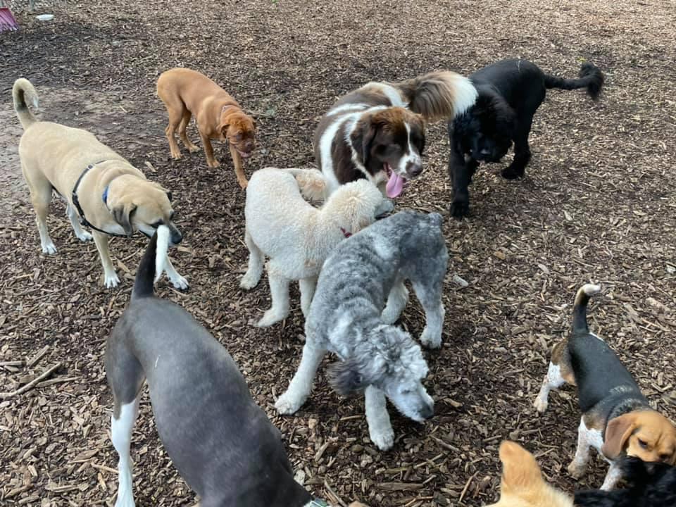 Found in dog park, about 4”, contains fiber (food?) “coins” : r