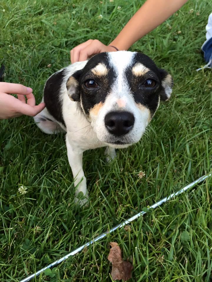 Other Dog Activities In Kentucky Bringfido