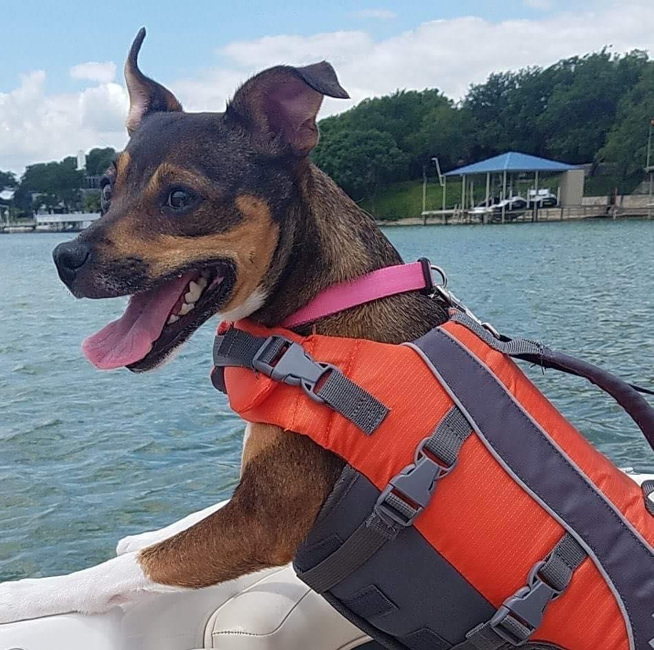 suite life pet resort & spa abilene tx