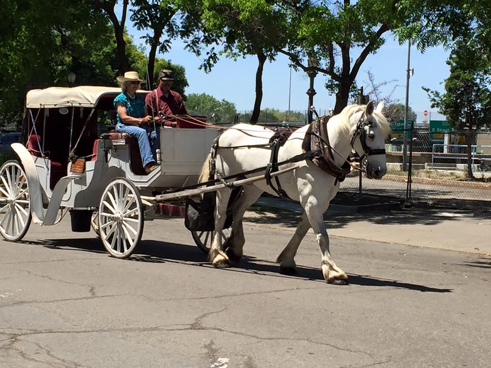 Pet Friendly Top Hand Ranch Carriage Company