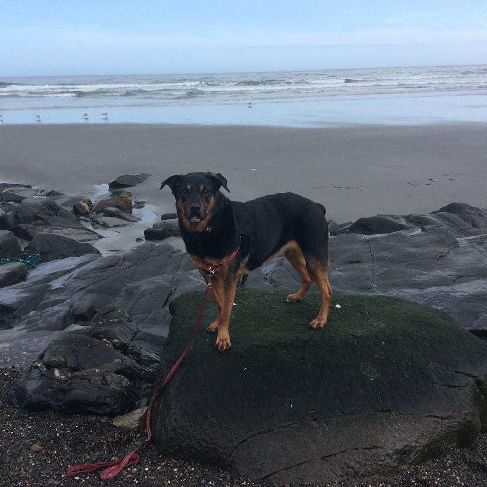 Exploring Maine's Best Dog-Friendly Beaches: A Pup's Paradise