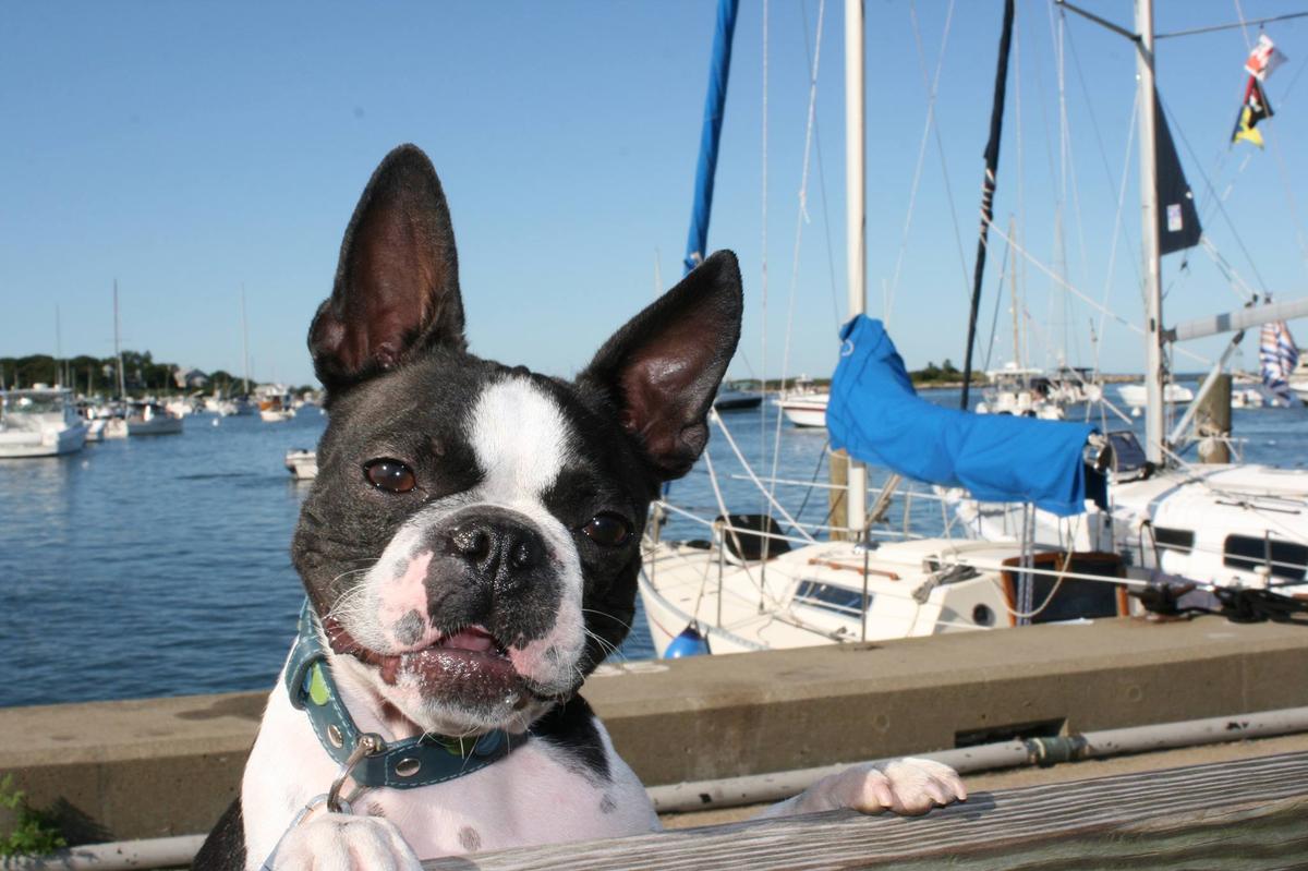 Dog Friendly Activities In Foxboro Ma Bringfido