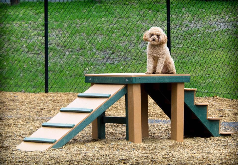 greenfield goldendoodles