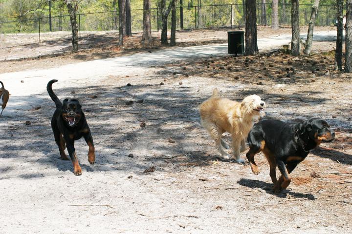 Pet Friendly Waggin' Tails Dog Park