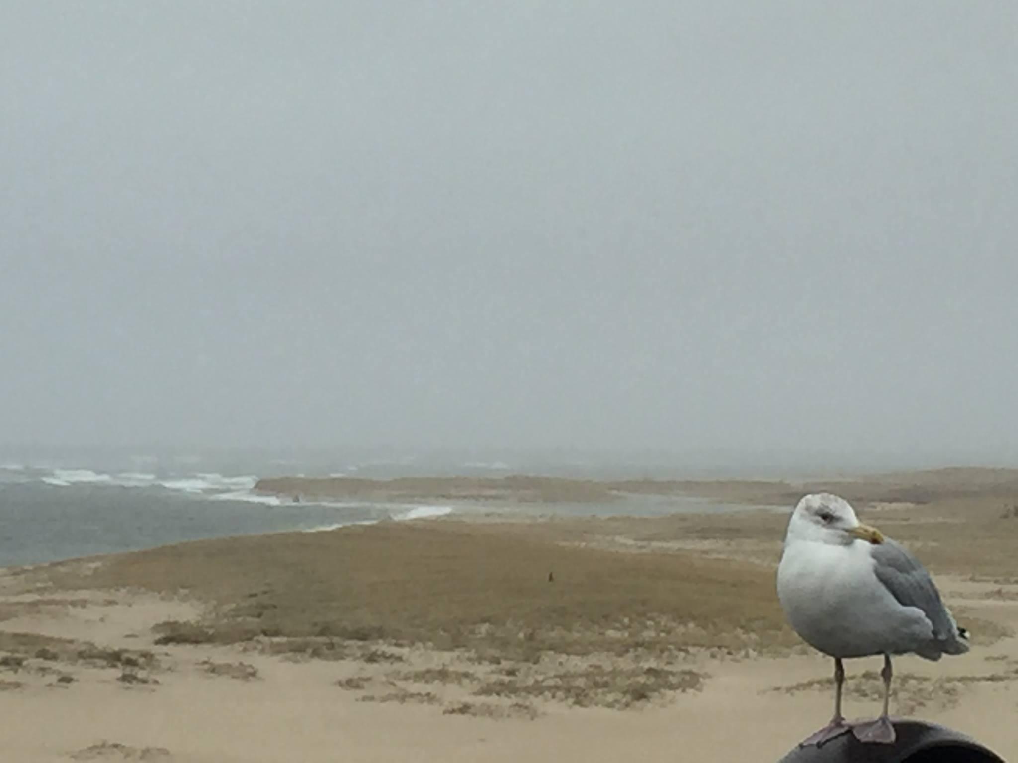Dog Friendly Beaches in Chatham, MA BringFido