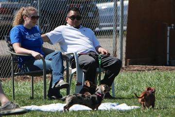 Dog Friendly Activities In Tigard Or Bringfido
