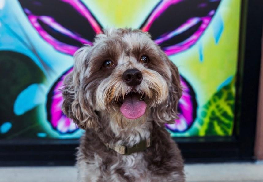 Pet Friendly Promenade at Coconut Creek