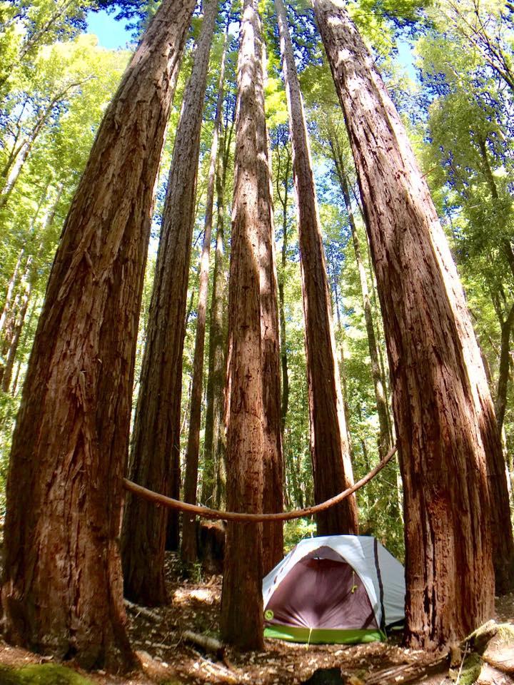 are dogs allowed in the redwood forest