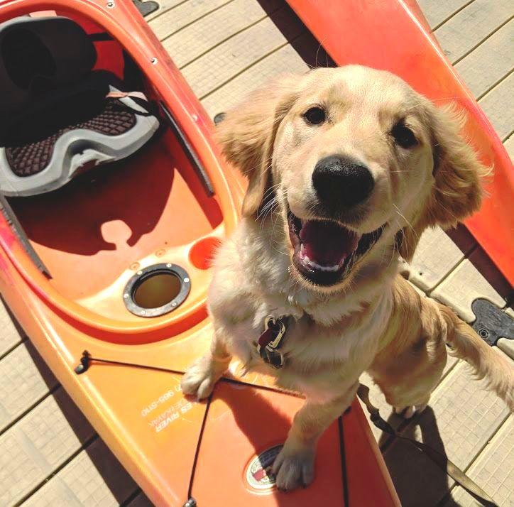 Pet Friendly Charles River Canoe & Kayak