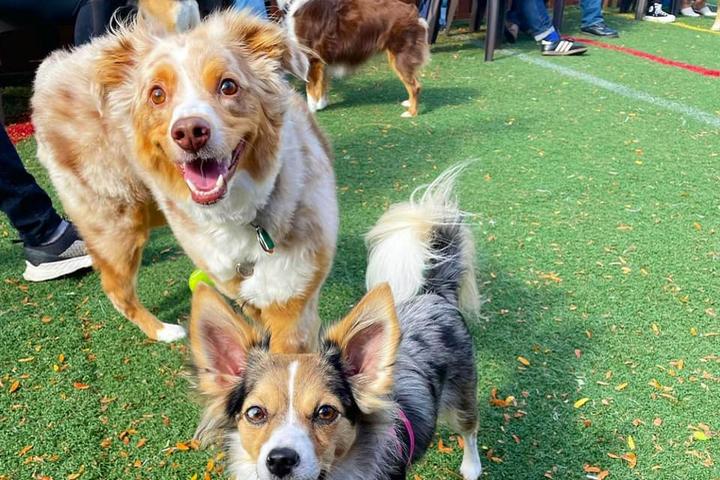 Pet Friendly Unleashed: Bark & Beer is Craft Hall